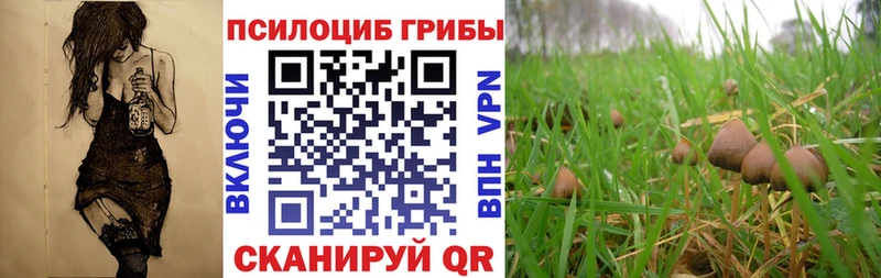 Псилоцибиновые грибы Psilocybe Боготол